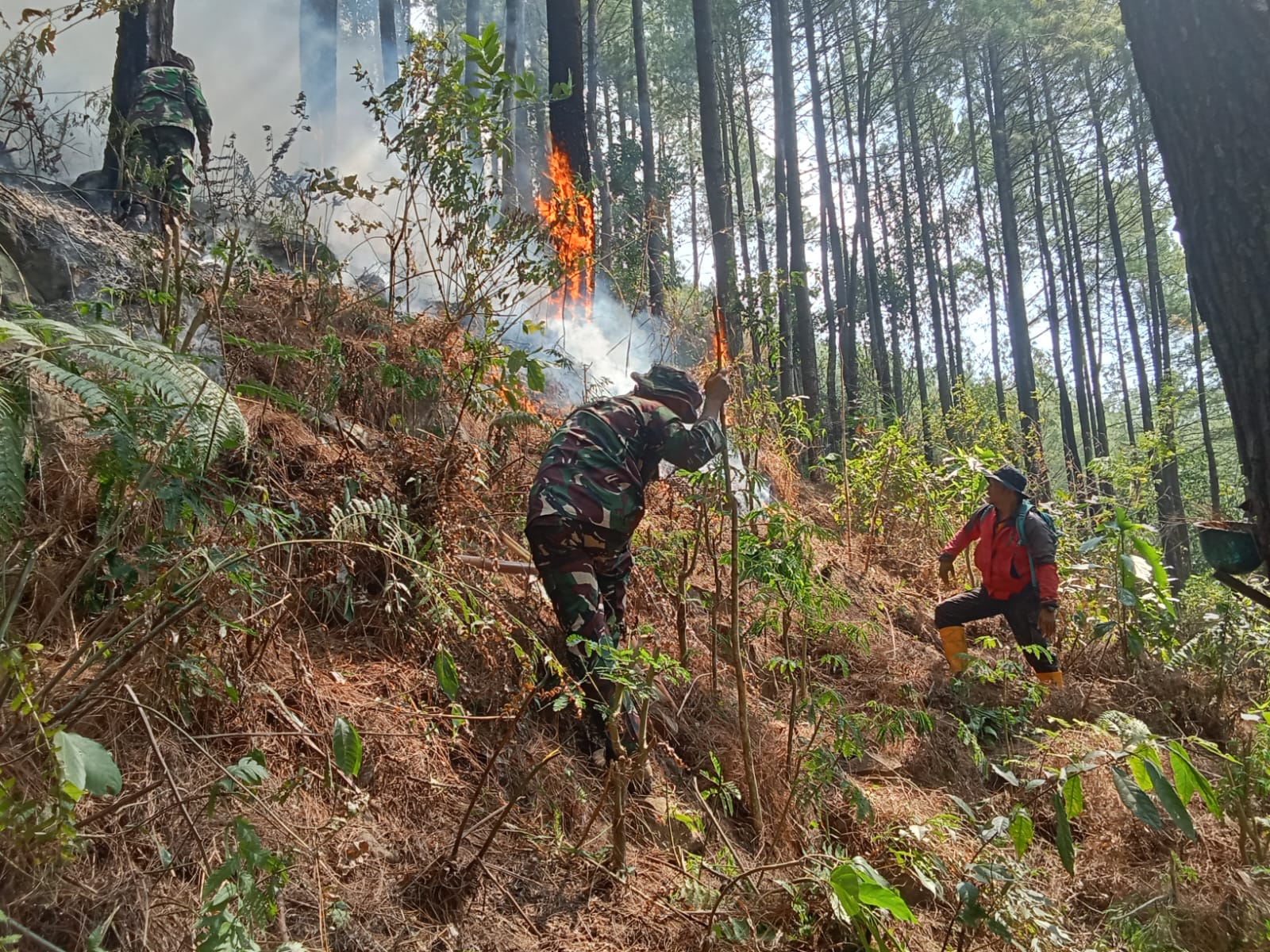 Sinergi TNI-Polri dan Tim Gabungan Padamkan Kebakaran Hutan Pinus di Jabung Malang